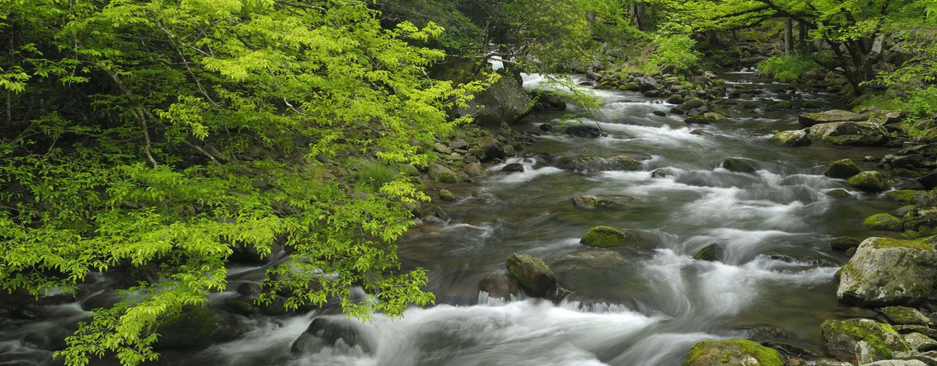 Nature River